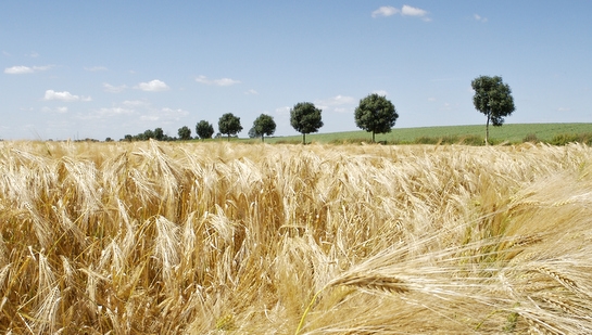 Limburgs landschap typerend voor de landbouw